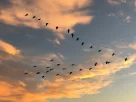 Ave migratória no Brasil, vetor da gripe aviária H5N1