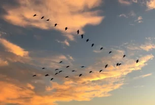 Ave migratória no Brasil, vetor da gripe aviária H5N1