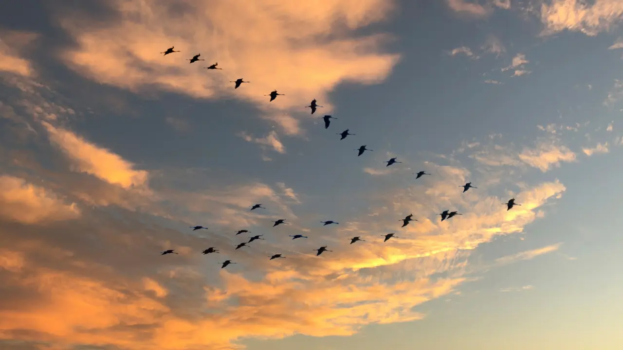 Ave migratória no Brasil, vetor da gripe aviária H5N1